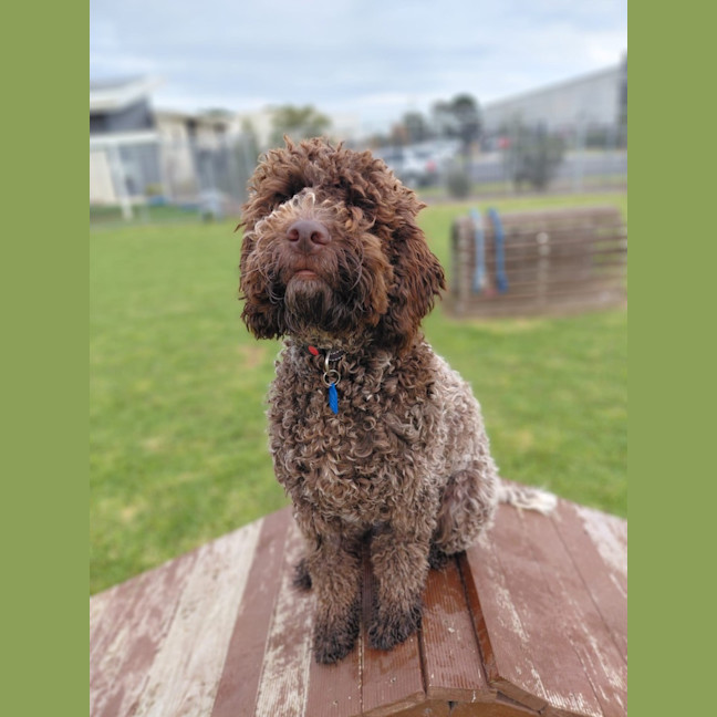 Photo of Truffle
