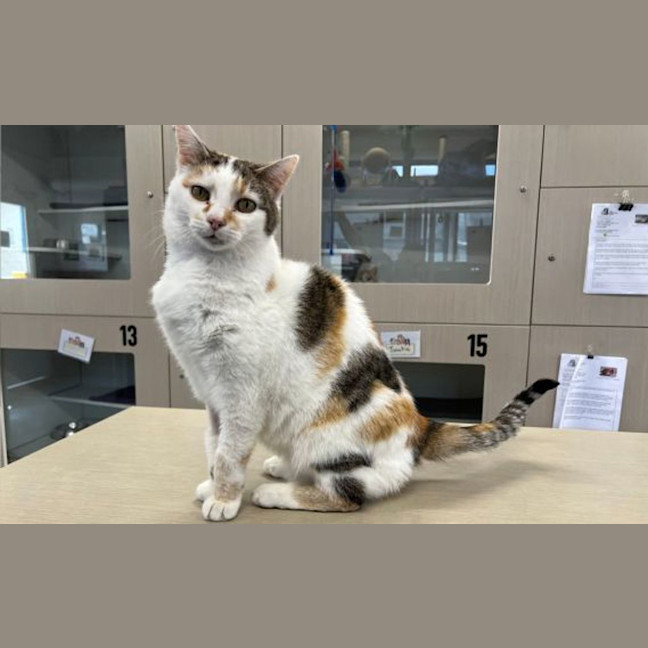 Photo of Lady Jellybean