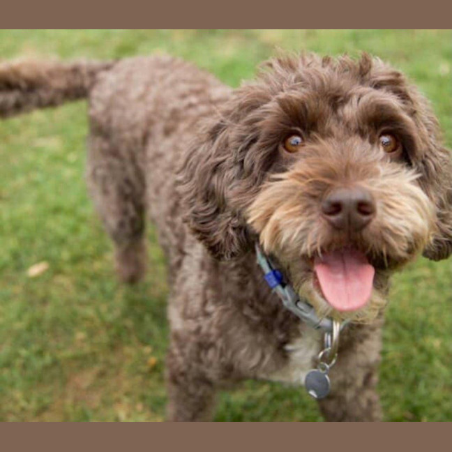 Photo of Milo Russelton