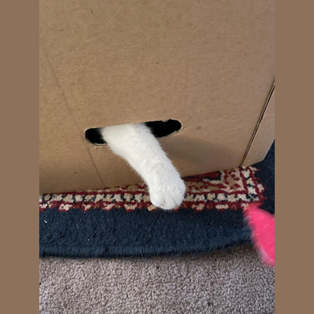 Photo of Patrick Patty Paws