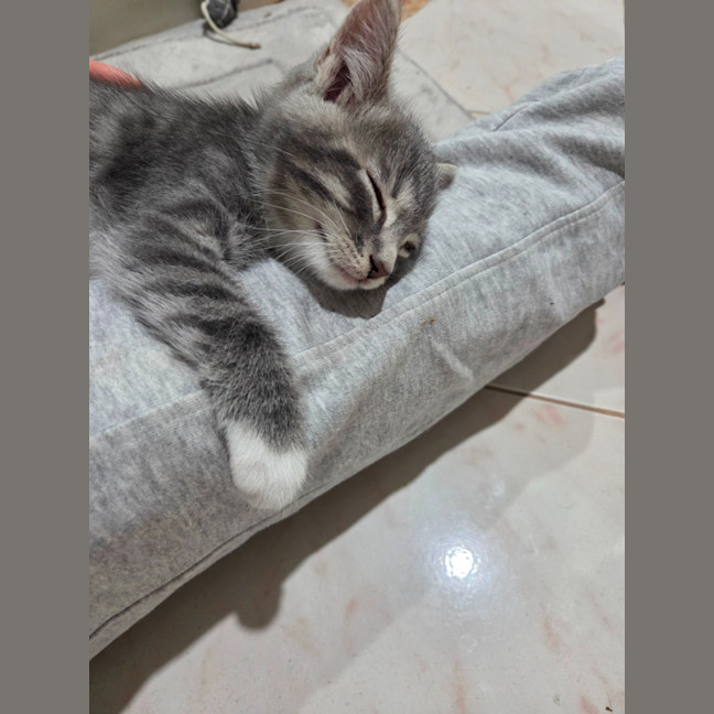 Photo of Tommy