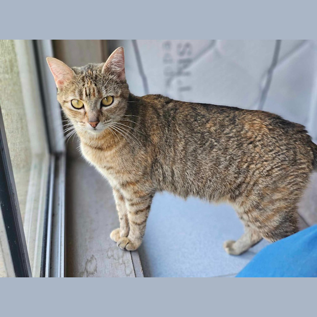 Photo of Willow