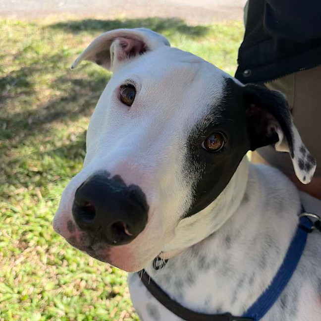 Photo of Louie