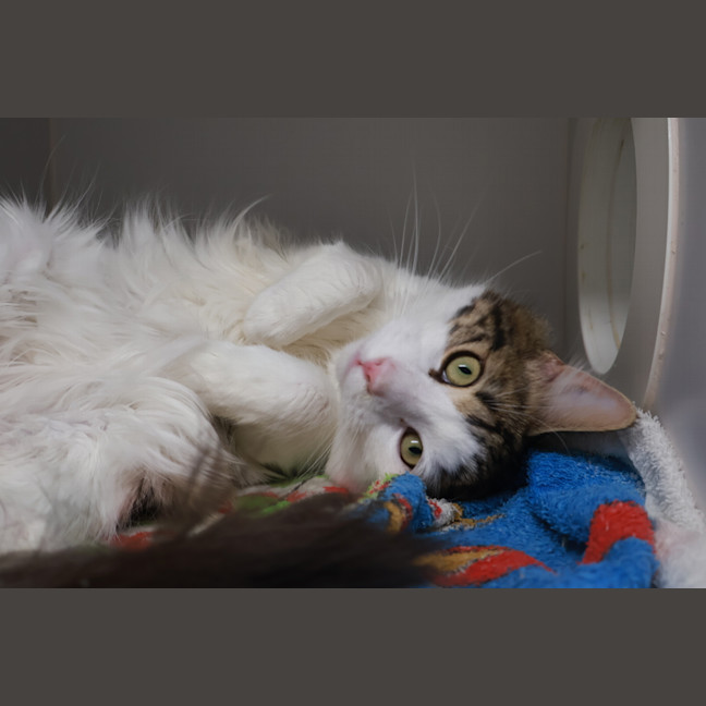 Photo of Rufus