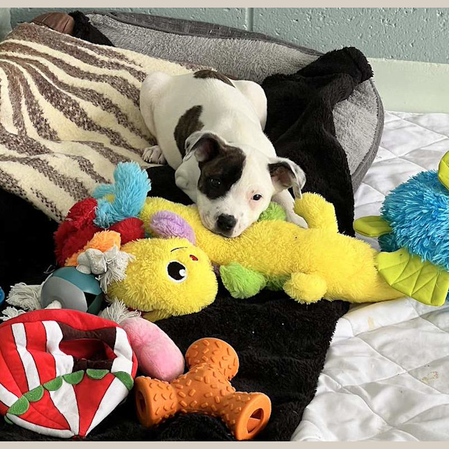 Photo of Sadie