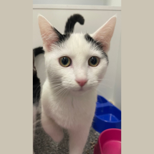 Photo of Casper