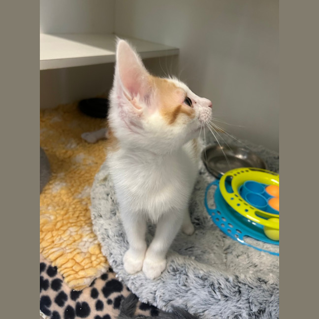 Photo of Rocket