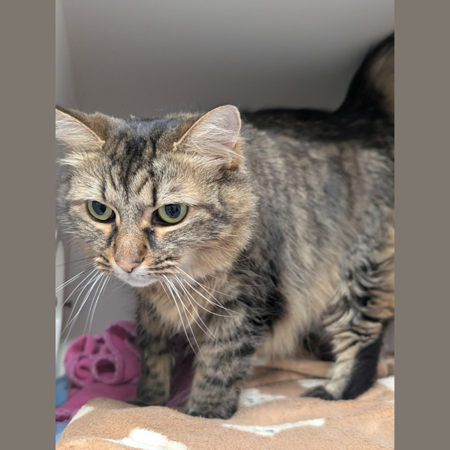 Photo of Plush