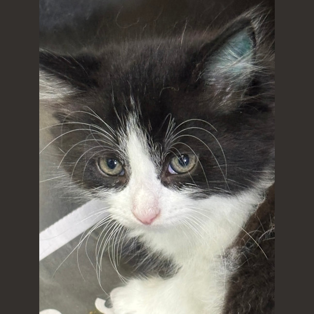 Photo of Scribbles Of Holdsworth