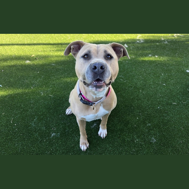 Photo of Reign Imp 1067