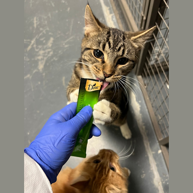 Photo of Sulley (Was Mogs)