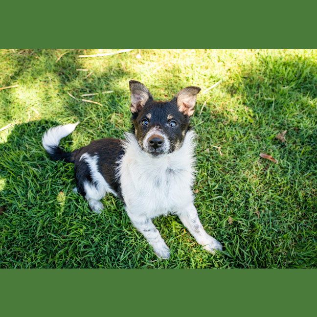 Photo of Oscar