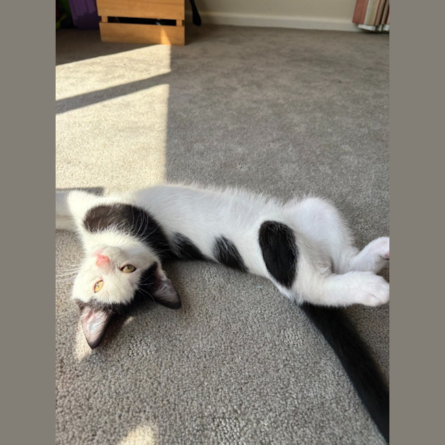 Photo of Oreo   Reduced Adoption Fee