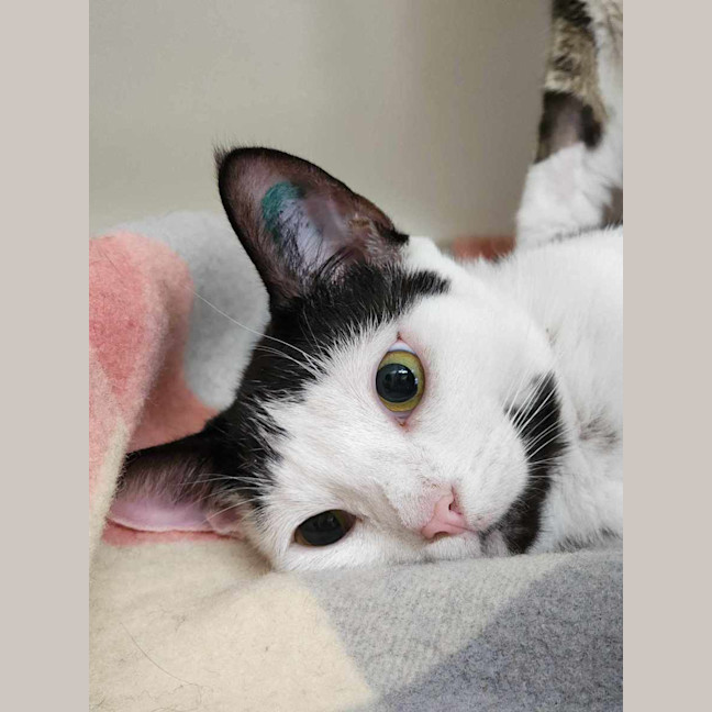 Photo of 🎨 Yoshi 5862 🎨