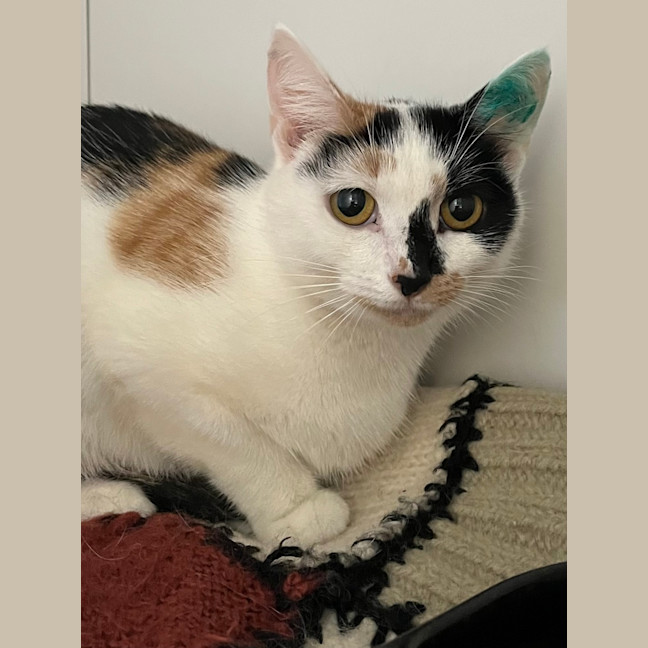 Photo of Cherry