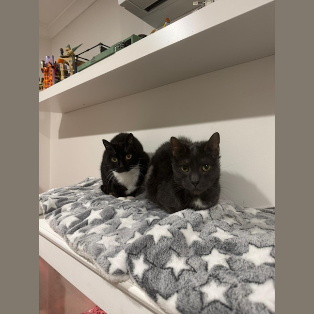 Photo of Tux And Baloo