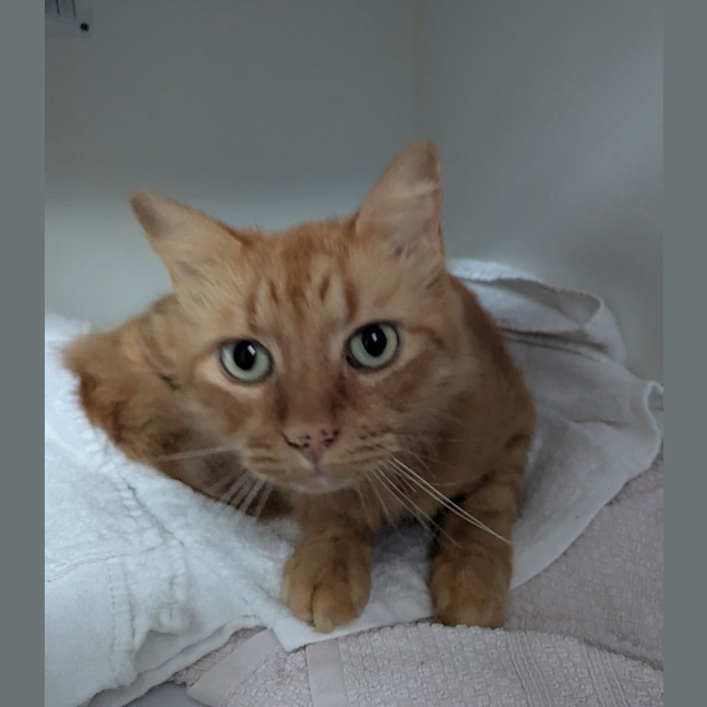 Photo of Simon