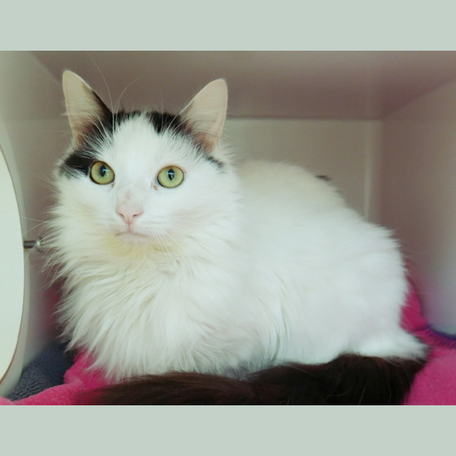 Photo of Bella Rstk011312