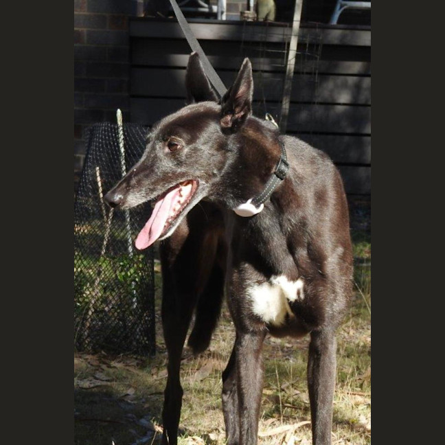 Photo of Rosie