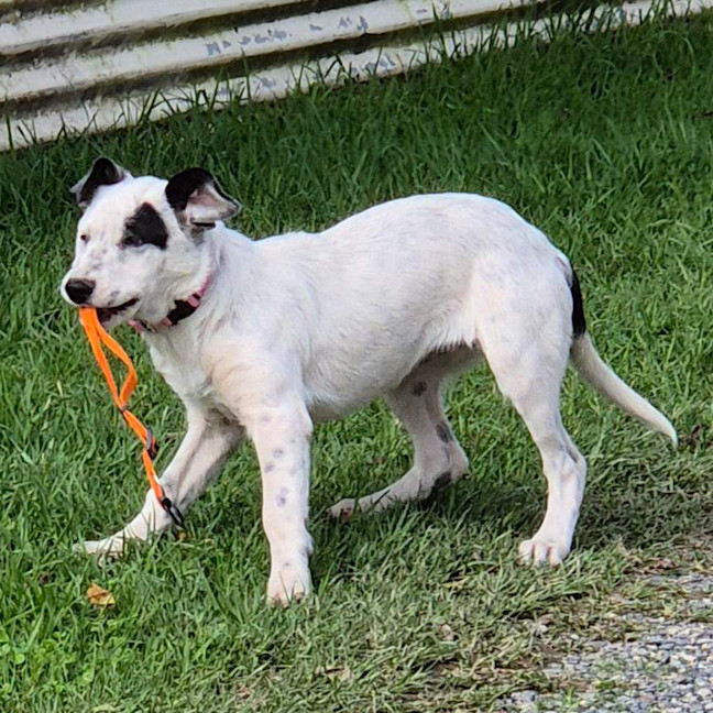 Photo of Daisy
