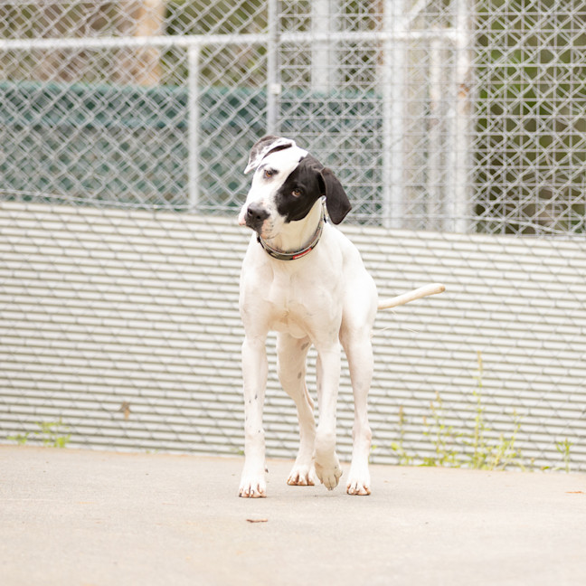 Photo of Spotty