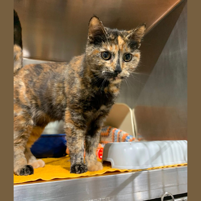 Photo of Peach