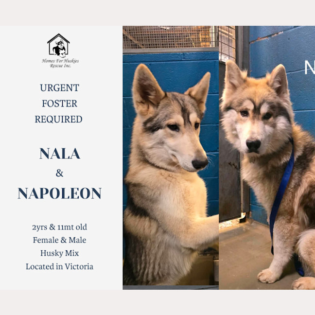 Photo of Nala & Napoleon 