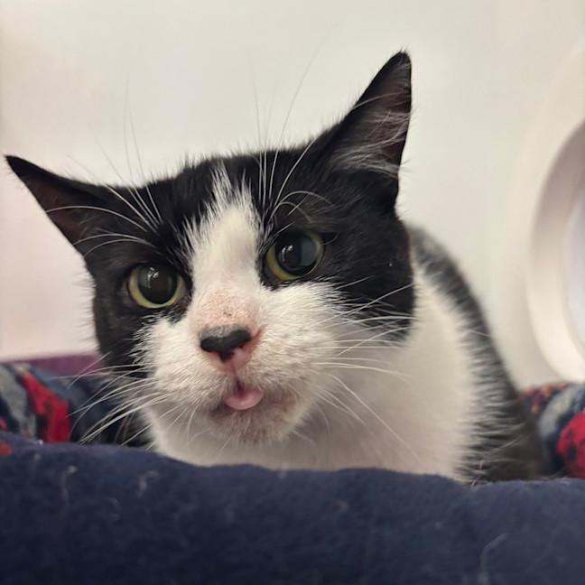 Photo of Dot