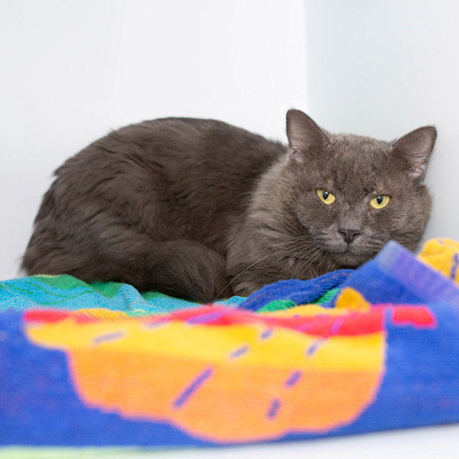 Photo of Puss