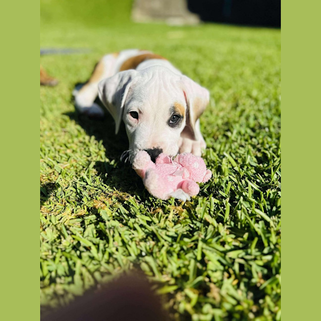 Photo of Theo