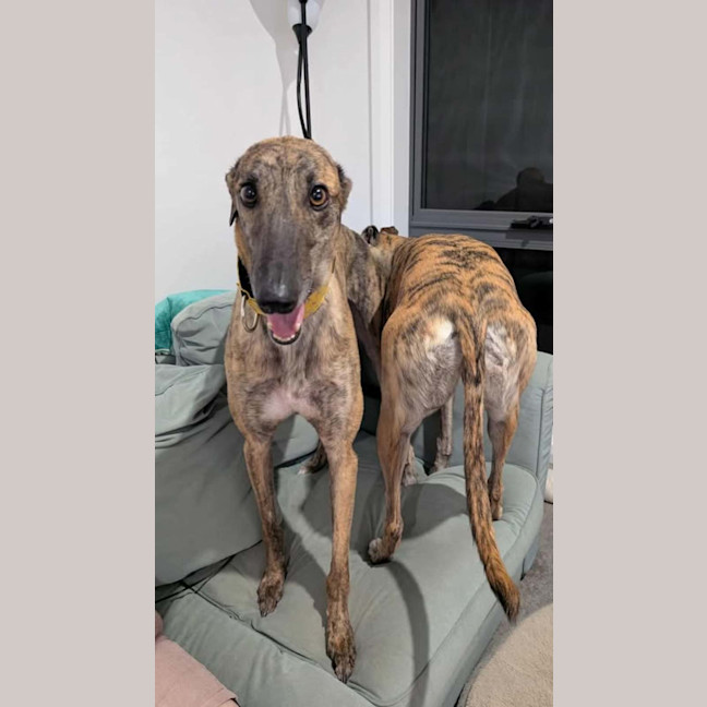 Photo of Mary, The Greyhound