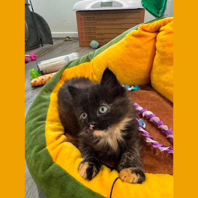 Photo of Harriet 
