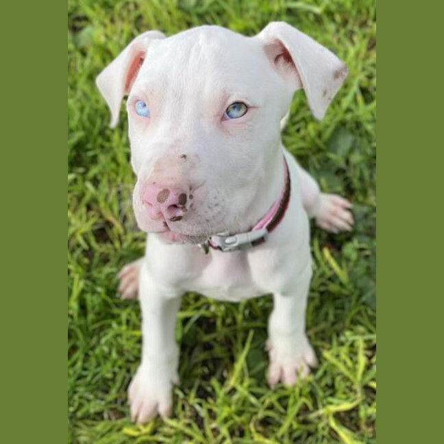 Photo of Albus