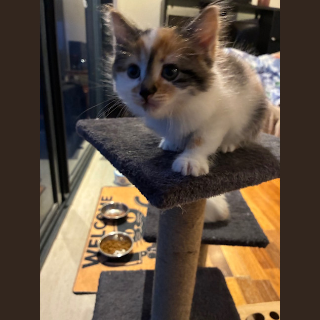 Photo of Clementine