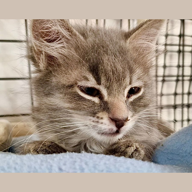 Photo of Bennie & The Jets