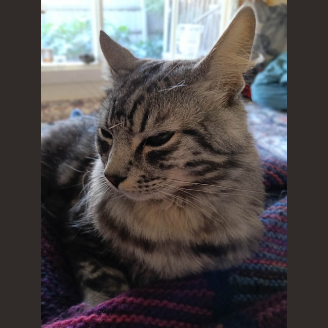 Photo of Gideon
