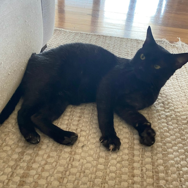 Photo of Scar