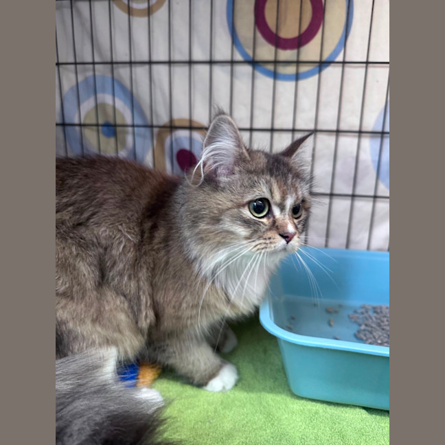 Photo of Tinkerbelle 