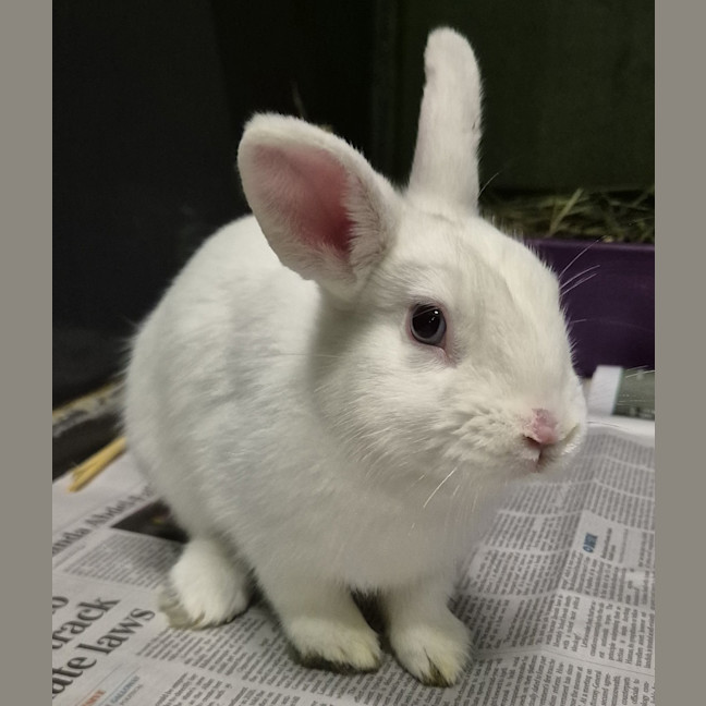Photo of Snowy