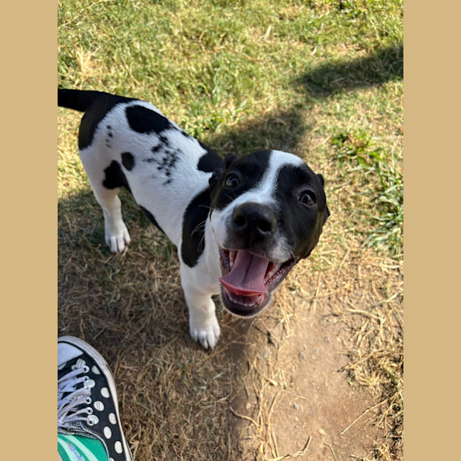 Photo of Comet