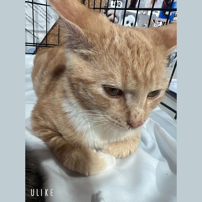 Photo of Bumble