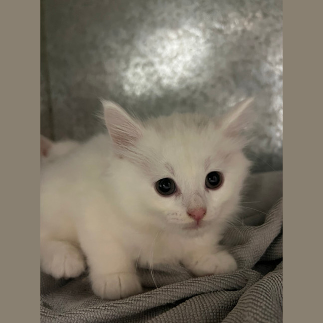 Photo of Bramble