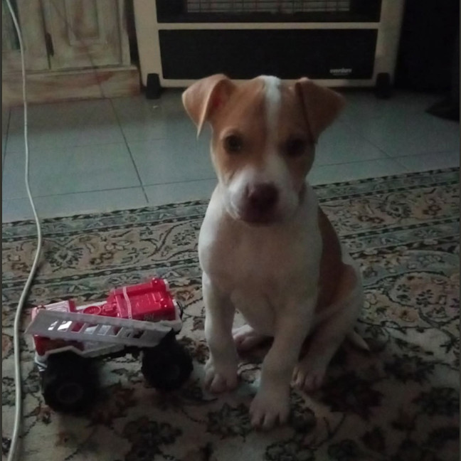 Photo of Gypsy