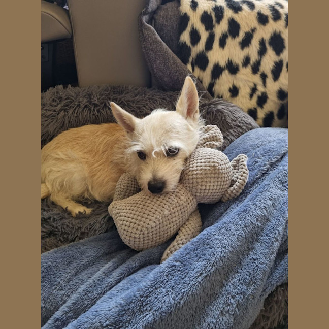 Photo of Jack And Sunny