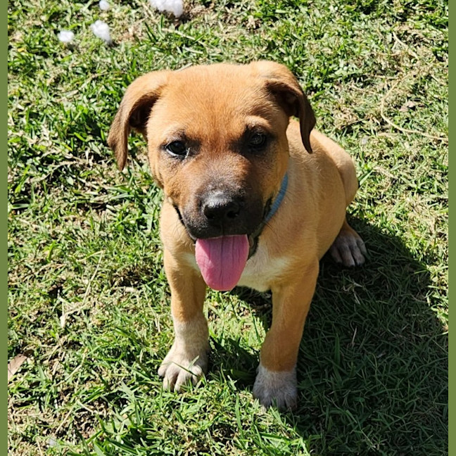 Photo of Ranger