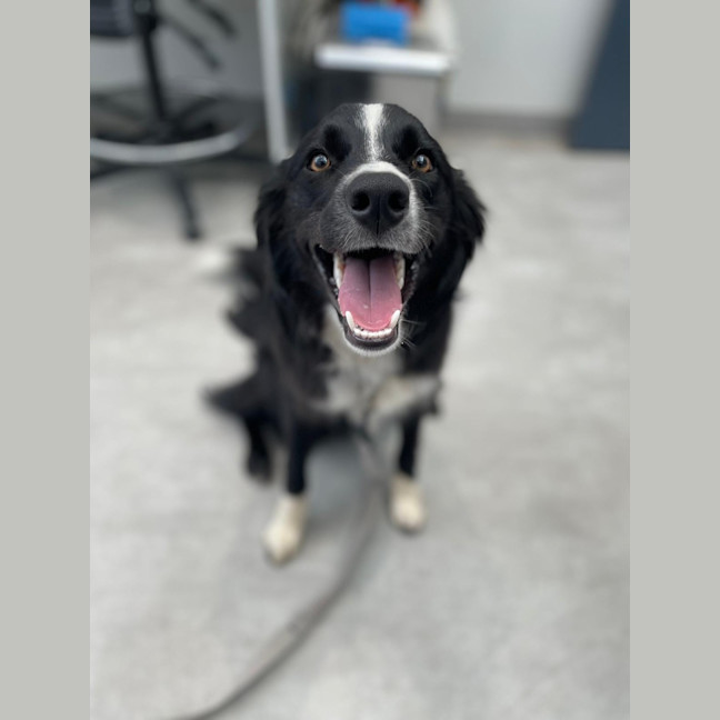 Photo of Layla