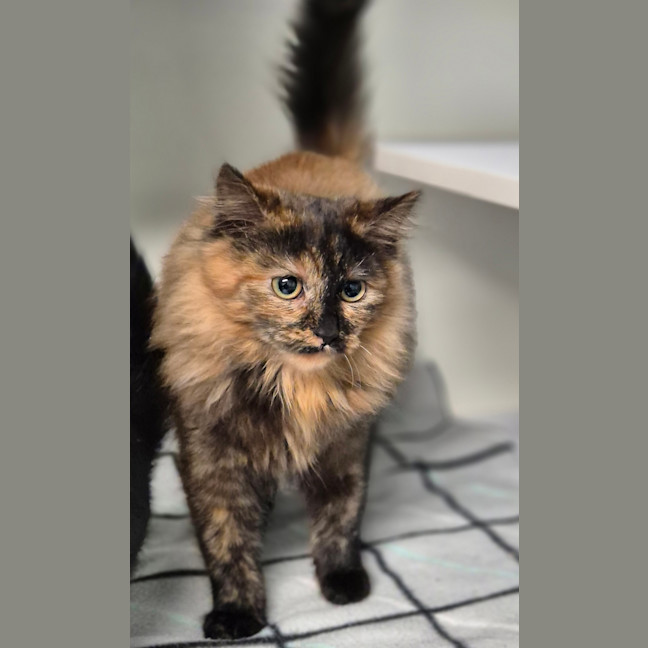 Photo of Bella