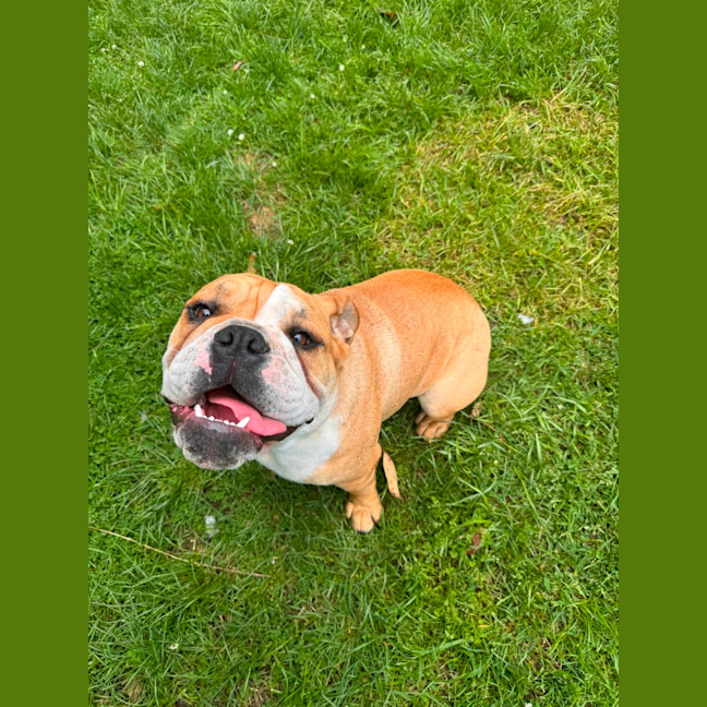 Photo of Mack   11 Month Old Australian Bulldog (On Trial)