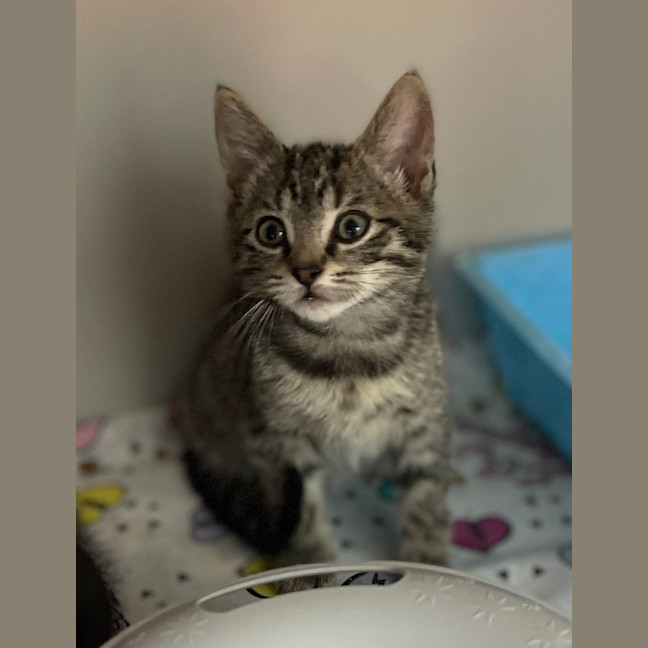 Photo of Luna