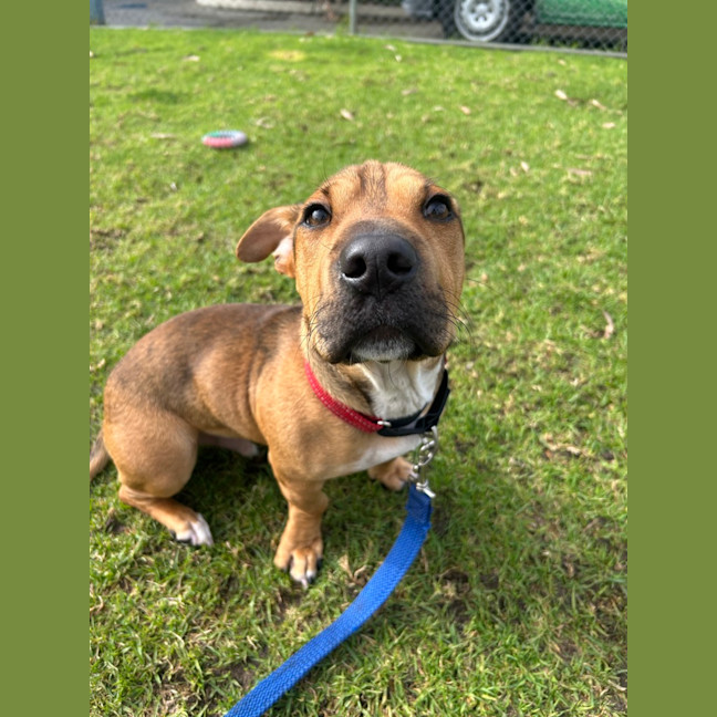 Photo of Scrappy Doo